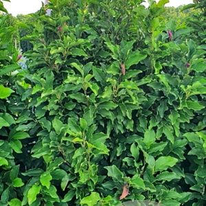 Magnolia 'Susan' 175-200 cm draadkluit extra