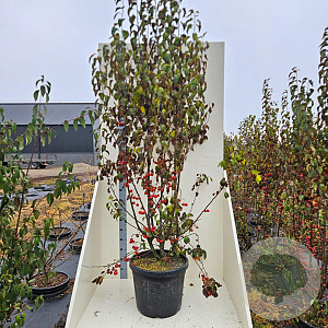 Malus 'Red Sentinel' 200-250 cm cont. 55L meerstammig