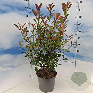 Photinia fraseri Carré Rouge 80-100 cm 10L