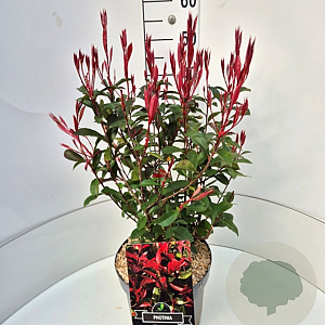 Photinia fraseri 'Carré Rouge' 40-50 cm 10L