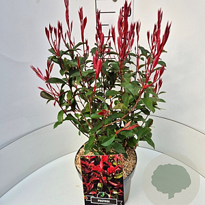 Photinia fraseri 'Carré Rouge' 40-50 cm 10L