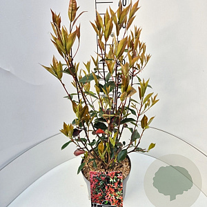 Photinia fraseri 'Red Robin' 60 cm 10L