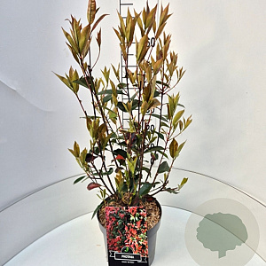 Photinia fraseri 'Red Robin' 60 cm 10L