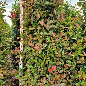 Photinia fraseri 'Red Robin' 225 cm draadkluit extra