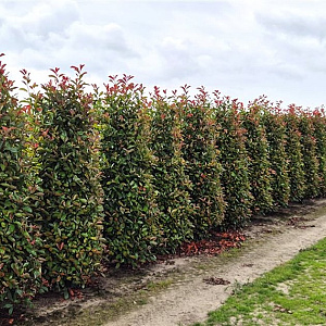 Photinia fraseri 'Red Robin' 225 cm draadkluit extra