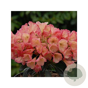 Rhododendron (Y) 'Barbarella' 25-30 cm 5,0L