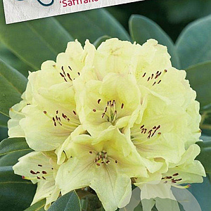 Rhododendron 'Saffrano' 30-40 cm 5,0L struik