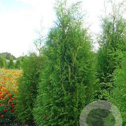Thuja occ. 'Brabant' 150-175 cm met kluit