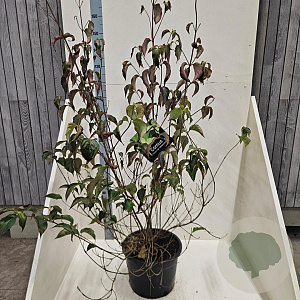 Cornus kousa chinensis 100-125 cm 20L meerstammig