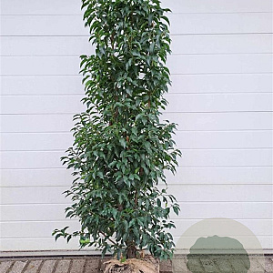 Prunus l. 'Angustifolia' 150-175 cm met kluit