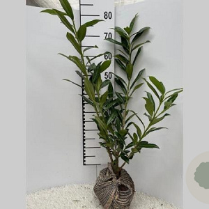 Prunus l. 'Caucasica' 60-80 cm met kluit