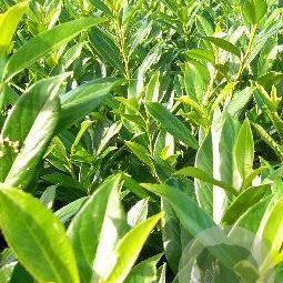 Prunus l. 'Caucasica' 60-80 cm met kluit