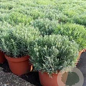 Lavandula ang. 'Munstead' GM P15