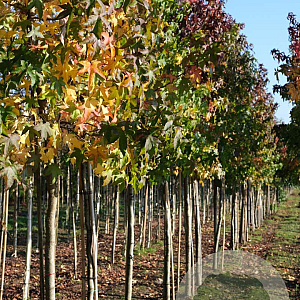 Liquidambar styraciflua 14-16 HO draadkluit