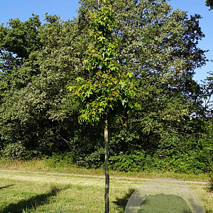 Liquidambar styraciflua 14-16 HO draadkluit