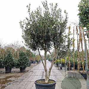 Osmanthus heterophyllus 250-300 cm container meerstammig opgekroond