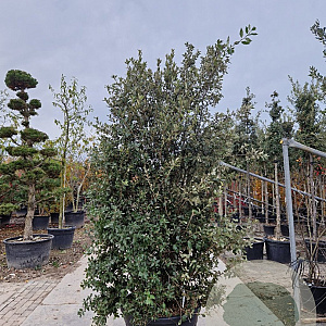 Quercus ilex 200-250 cm cont. 150L meerstammig