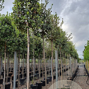 Quercus ilex 8-10 HO container