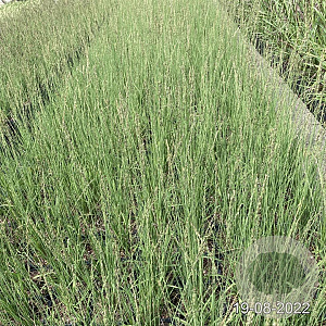 Molinia caerulea 'Heidebraut' GM 2,0L
