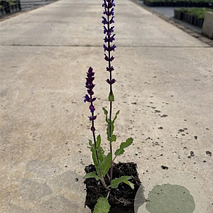 Salvia nem. 'Caradonna' GM P9