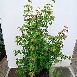 Acer buergerianum 125-150 cm 20L