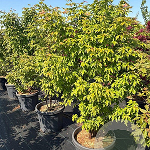 Acer griseum 150-175 cm 50L