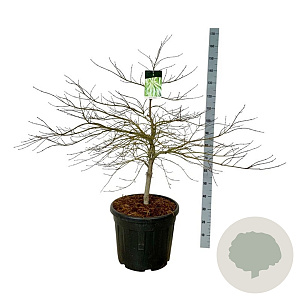 Acer pal. 'Dissectum' 100-125 cm cont. 55L extra