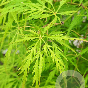 Acer pal. 'Dissectum Flavescens' 90 cm stam 20L