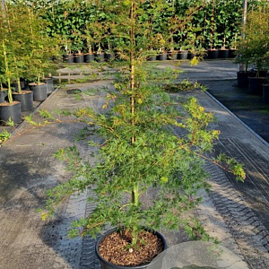 Acer pal. 'Emerald Lace' 100-125 cm 20L