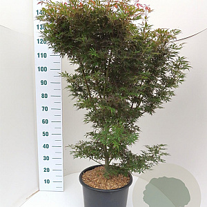 Acer pal. 'Jerre Schwartz' 100-125 cm 20L