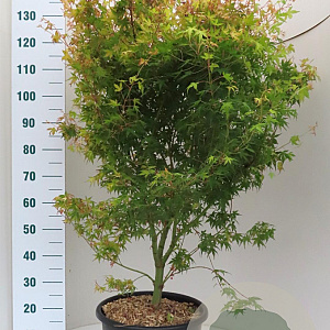 Acer pal. 'Katsura' 100-125 cm 20L