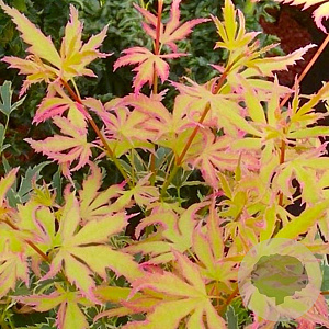 Acer pal. Metamorphosa 60-80 cm 20L