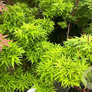 Acer pal. 'Sharp's Pygmy' 80-100 cm 35L