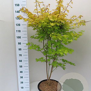 Acer pal. 'Summer Gold' 100-125 cm 20L