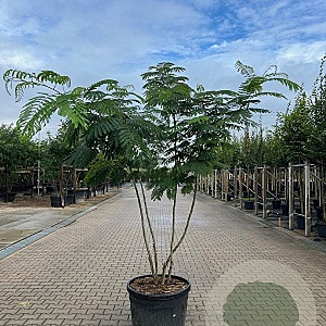 Albizia julibrissin 200-250 cm cont. 110L