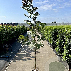 Albizia julibr. 'Evi's Pride' 175-200 cm 20L