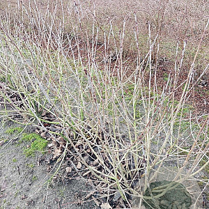 Aronia melanocarpa 80-100 cm met kluit struik