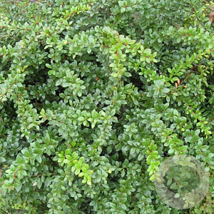 Berberis media 'Parkjuweel' 40-60 cm met kluit