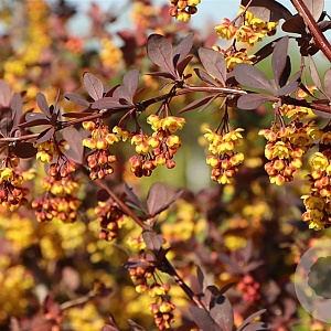 Berberis ott. 'Superba' 100-125 cm met kluit struik
