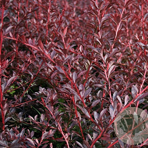Berberis thunb. 'Red Chief' 100-125 cm 20L