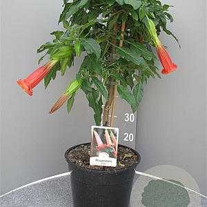 Brugmansia cordata 100 cm 10L stam oranje
