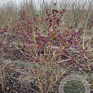 Callicarpa bod. 'Profusion' 125-150 cm met kluit struik
