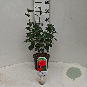 Camellia j. 'Giordano Santorelli' 40-50 cm 3,0L