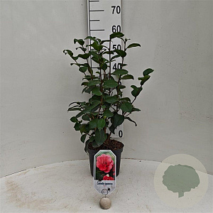 Camellia j. 'Rubra' 40-50 cm 3,0L