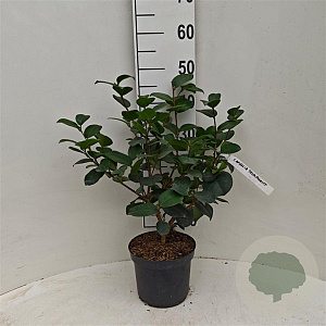 Camellia j. 'Triumphans' 30-40 cm 3,0L