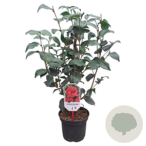 Camellia ret. 'Mary Williams' 40-50 cm 3,0L
