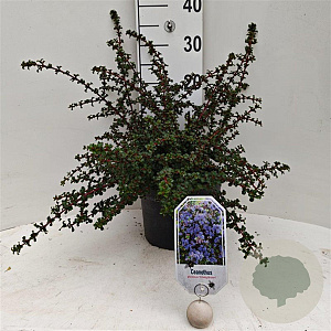 Ceanothus 'Emily Brown' 40-50 cm 5,0L