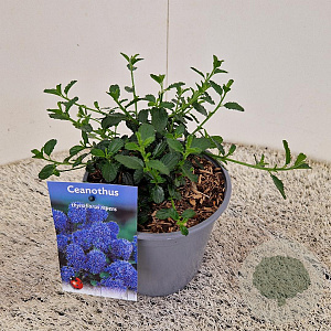 Ceanothus thyrsiflorus repens 12-15 cm 2,5L
