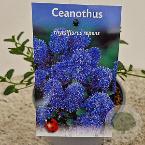 Ceanothus thyrsiflorus repens 12-15 cm 2,5L