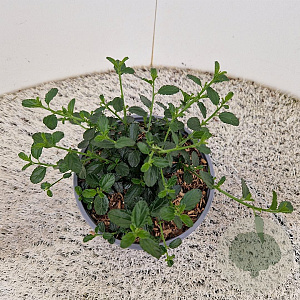 Ceanothus thyrsiflorus repens 12-15 cm 2,5L